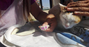 soft paws