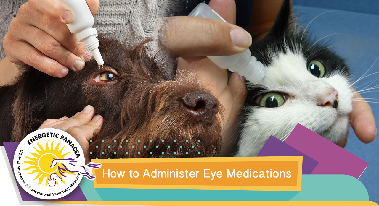 How to Administer Eye Medications • Energetic Panacea Veterinary Clinic